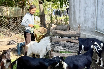 Quỹ quay vòng vốn Dự án ARISE: Giúp nông dân phát triển sản xuất