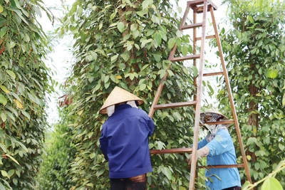 Hồ tiêu bước vào chu kỳ tăng giá mới