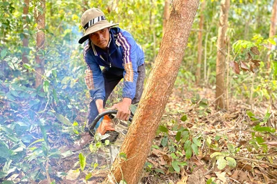 Người dân Kông Chro thoát nghèo nhờ trồng rừng 