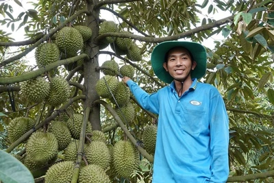 Thạc sĩ trẻ về quê trồng sầu riêng, thu lãi tiền tỉ mỗi năm