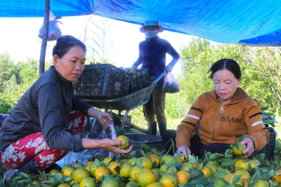 Nông dân An Khê làm giàu từ cây ăn quả 