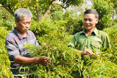 Tiếp tục đổi mới, phát triển và nâng cao hiệu quả kinh tế tập thể trong giai đoạn mới