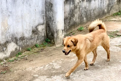 Gia Lai ghi nhận thêm 1 ca tử vong do bệnh dại