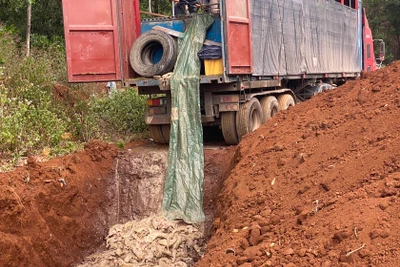 Gia Lai: Đối tượng thuê người vận chuyển trái phép 5,5 tấn cá tầm qua biên giới ra đầu thú