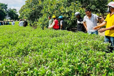 Liên kết trồng húng quế: Hướng đi mới trong phát triển cây dược liệu tại Krông Pa 