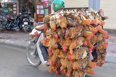 Gia Lai: Xử lý nghiêm các trường hợp buôn bán, vận chuyển trái phép gia cầm, sản phẩm gia cầm qua biên giới vào tỉnh