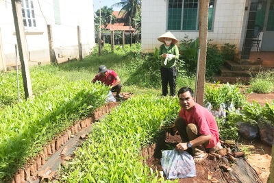 Gia Lai tăng cường quản lý, bảo vệ, phát triển rừng