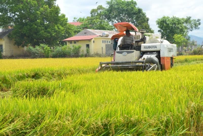 Giá thóc thu thuế sử dụng đất nông nghiệp tại Gia Lai năm 2024 là 6.900 đồng/kg