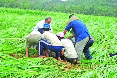 Những mùa dép rọ đau thương