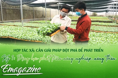 Hợp tác xã: Cần giải pháp đột phá để phát triển - Kỳ 1: Động lực phát triển nông nghiệp, nông thôn