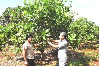 Ia Grai: Nông hội gắn kết nông dân với doanh nghiệp