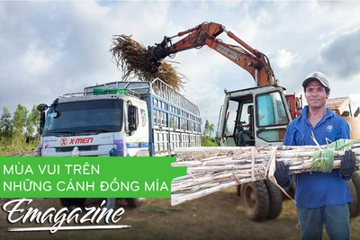 Mùa vui trên những cánh đồng mía