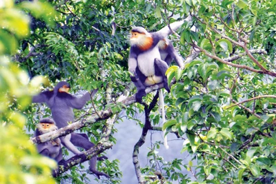 Kon Ka Kinh: Vững vàng tới tương lai 