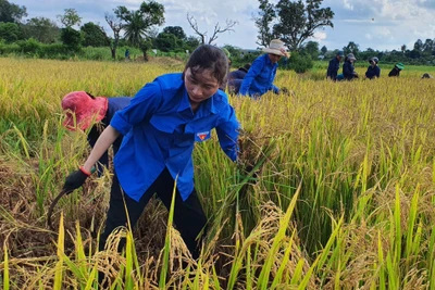 Tuổi trẻ Binh đoàn 15 hướng về cơ sở