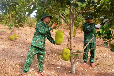 Đồn Biên phòng Ia Nan tăng gia sản xuất để nuôi quân khỏe