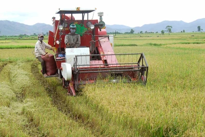 Mùa vàng trên những cánh đồng phía Đông sông Ba