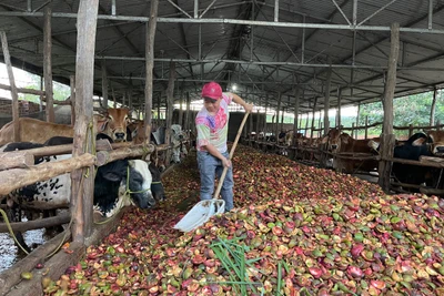 Tái chế vỏ chanh dây: Hình thành chuỗi nông nghiệp tuần hoàn