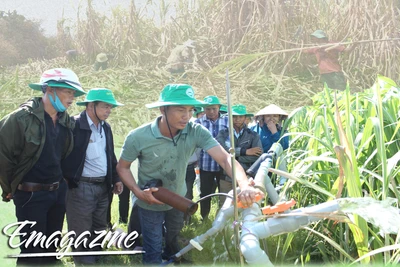 Ngành mía đường: Tổ chức lại sản xuất để phát triển bền vững