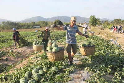 Vụ dưa hấu ngọt ở vùng biên