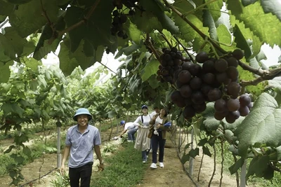 Nông dân ở Đắk Nông gia tăng nguồn thu từ ngành du lịch