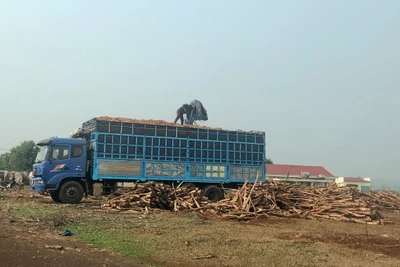 Công ty TNHH MTV cao su Mang Yang bán tài sản xong mới đấu giá