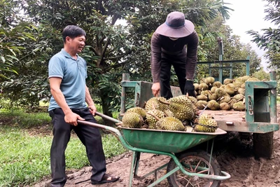 Chư Păh liên kết phát triển sầu riêng bền vững