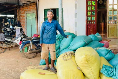 Lão nông Jrai vượt khó làm giàu