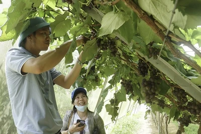 Đắk Nông phát triển sản phẩm OCOP gắn với du lịch nông thôn