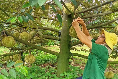 Nông dân Ia Grai hưởng ứng phong trào sản xuất kinh doanh giỏi