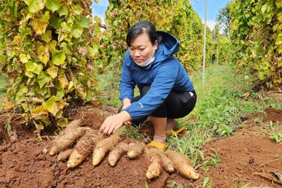 Nông dân thị trấn Chư Sê thu nhập cao nhờ trồng khoai từ