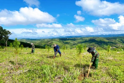 Dự án trong mơ