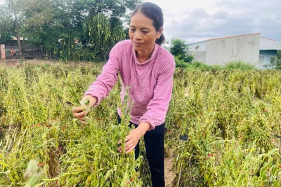 Nông dân khu vực Đông Nam tỉnh Gia Lai trúng mùa mè