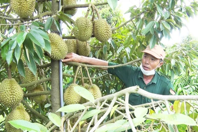 Định hình vùng kinh tế động lực phía Tây 