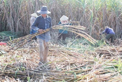 Còn đây mía ngọt, đường thơm