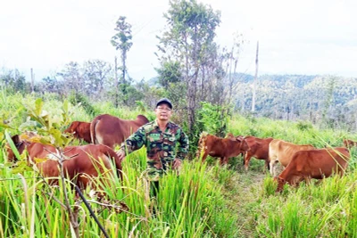 Lão nông chăn bò ở ngã ba Đông Dương