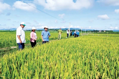 Đak Pơ: Giống lúa mới mang lại hiệu quả cao 