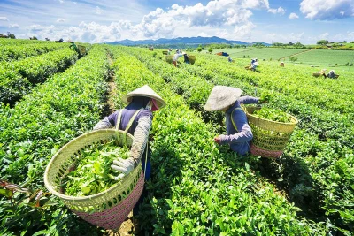 Thơ Nguyễn Đình Phê: Với em cô gái hái chè