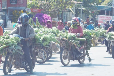 Nghề... chạy theo tết: Chuối cúng, ai bán ai mua? 