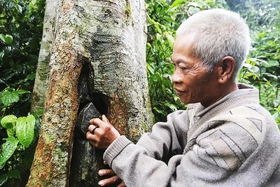 Làng Ong sau đêm núi lở, đất vùi