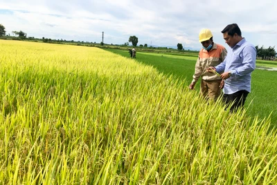 Ia Pa hỗ trợ nông dân liên kết sản xuất lúa chất lượng cao 