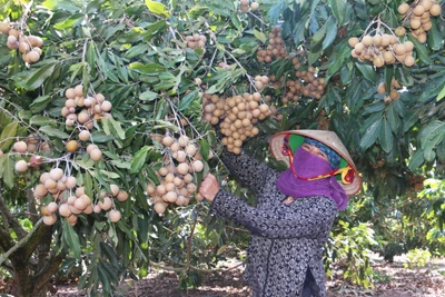 Cây ăn quả “bén rễ” vùng Đông Trường Sơn