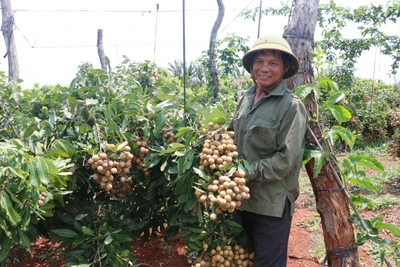 Nông dân thay đổi tư duy sản xuất để ứng phó rủi ro