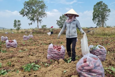 Khoai lang Phú Thiện được giá nhưng mất mùa