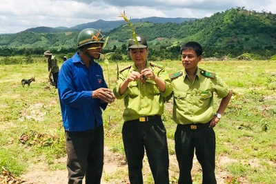 Ayun Pa: Nan giải bài toán trồng rừng 