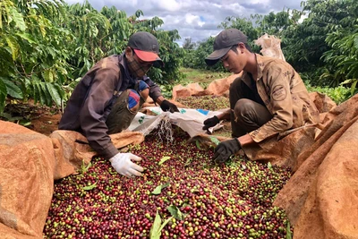 Nông dân Gia Lai phấn khởi vì cà phê được mùa, tăng giá