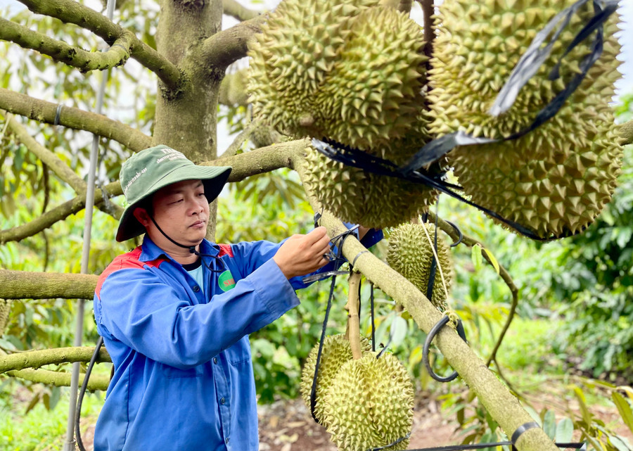 Hiện giá sầu riêng Thái loại đẹp tại vườn dao động 65-70 ngàn đồng/kg, giảm khoảng 20-25 ngàn đồng/kg so với năm ngoái. Ảnh: Vũ Thảo hop-tac-xa-nong-nghiep-cao-nguyen-lang-pang-gol-phu-tien-xa-ia-grai-co-100-ha-sau-rieng-da-duoc-cap-ma-so-vung-trong-anh-vu-thao.jpg