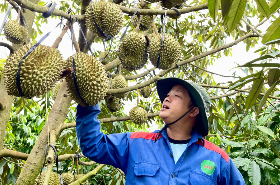 Hợp tác xã Nông nghiệp Cao Nguyên (làng Păng Gol-Phù Tiên, xã Ia Grai) có 100 ha sầu riêng đã được cấp mã số vùng trồng. Ảnh Vũ Thảo hien-gia-sau-rieng-thai-loai-dep-tai-vuon-dao-dong-tu-65-70-ngan-dongkg-giam-khoang-20-25-ngan-dongkg-so-voi-vu-nam-ngoai-anh-vu-thao.jpg