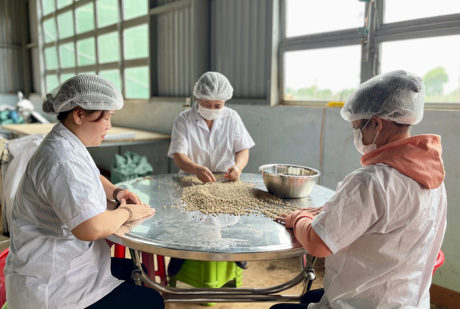 Hạt cà phê nhân xanh sau khi được phân loại bằng máy sẽ tiếp tục lựa kỹ bằng tay để loại bỏ những hạt vỡ, lép còn sót lại. Ảnh: Vũ Thảo hat-ca-phe-nhan-xanh-sau-khi-duoc-phan-loai-bang-may-se-tiep-tuc-lua-ky-bang-tay-de-loai-bo-nhung-hat-vo-lep-con-sot-lai-anh-vu-thao.jpg