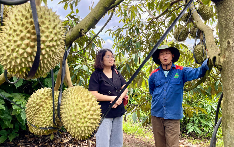 Gia Lai đang bước vào vụ thu hoạch sầu riêng, nhưng tình hình thu mua diễn ra trong bối cảnh thị trường xuất khẩu trầm lắng, giá bán thấp hơn kỳ vọng. Ảnh: Vũ Thảo gia-lai-dang-buoc-vao-vu-thu-hoach-sau-rieng-nhung-tinh-hinh-thu-mua-dien-ra-trong-boi-canh-thi-truong-xuat-khau-tram-lang-gia-ban-thap-hon-ky-vong-anh-vu-thao.jpg