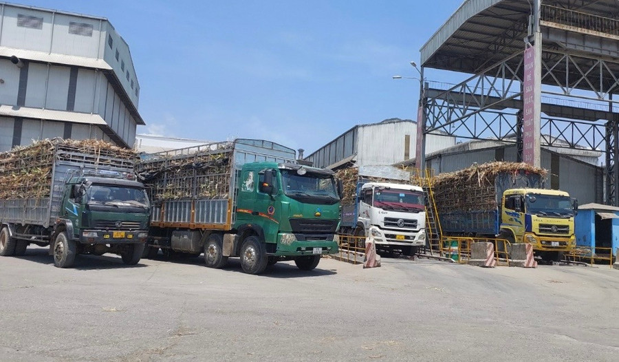 Hoạt động thu mua mía tại Nhà máy Đường An Khê. Ảnh: Nguyễn Diệp hoat-dong-thu-mua-mia-tai-nha-may-duong-an-khe-anh-nd.jpg
